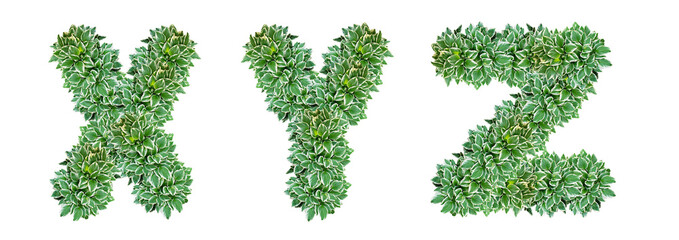 Letters X, Y, Z made from Hosta plant leaves