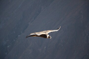 Condor