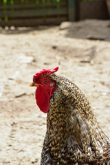 A beautiful variegated rooster walks on the ground in an aviary for poultry