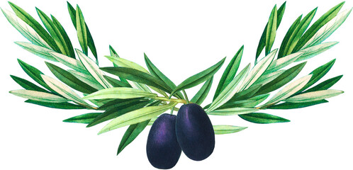 Obraz na płótnie Canvas Olive tree branch arrangement, green leaves and black fruits garland, vintage botanical illustration