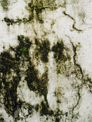 Abstract nude design formed on a wet wall by algal growth.     