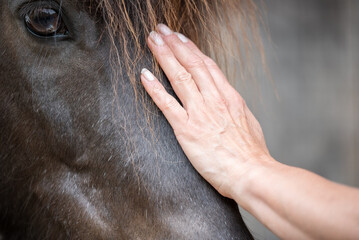 Handauflegen beim Pferd/Pony