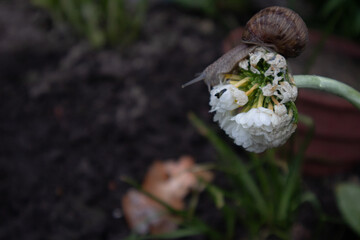 Snail on th flower