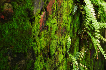 Moss and ferns growing on a wet old brick wall. 