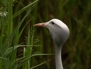 close up of a white bird