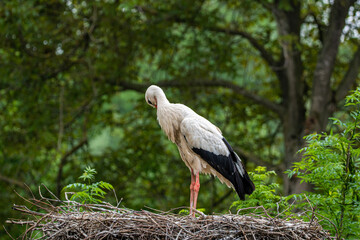 stork in the nest