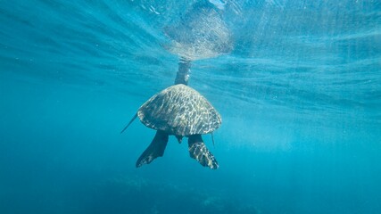 Obraz premium Turtle in Hawaii Great sea Turtle at the North Shore 