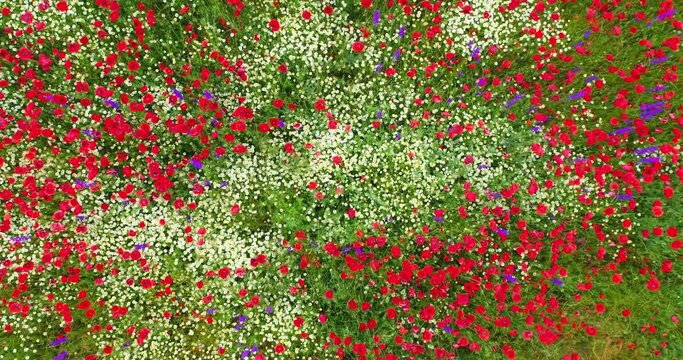 Green field and wild flowers as nature background, aerial top view. Poppy, daisy, squill plants.