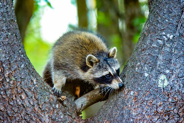 Cute young raccoon peaking around a tree in the forest. 