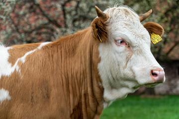 K&uuml;he auf der Weide