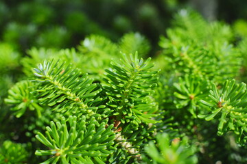 Fresh branches of a korean fir tree