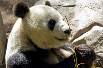 cute panda eating bamboo in san diego zoo	