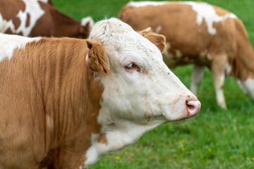 K&uuml;he auf der Weide