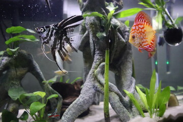 fish in aquarium
