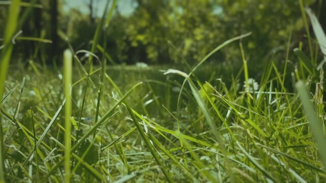 Small animal POV, frog perspective camera, low angle point of view.
