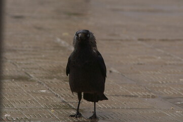 A jackdaw (corvus molendula) in the rain on a tile sidewalk.
