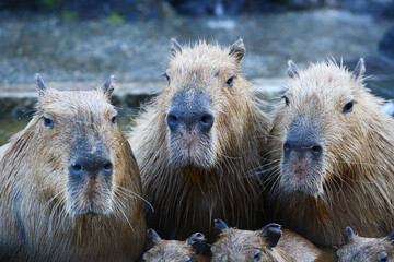 capybara onsen