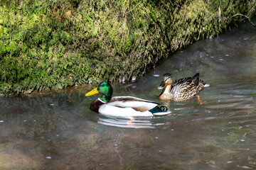 Enten im Wasser