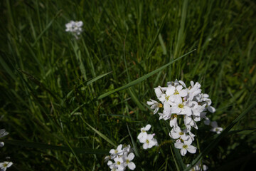 white flower