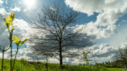 Baum ohne Bl&auml;tter in der Sonne