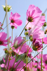 Obraz na płótnie Canvas Beautiful pink flowers and Blue sky, wallpaper, Nature background.