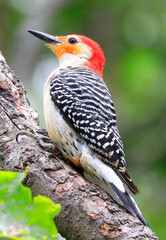 Red-bellied woodpecker sitting on a tree trunk into the forest, Quebec, Canada
