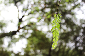 Naturaleza 