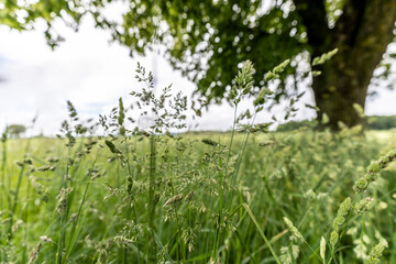 gras und baum auf dem feld bei ersigen