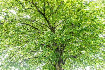 lindenbaum in ersigen im sommer