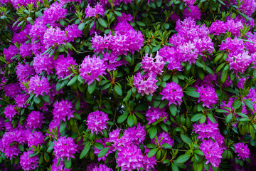 Rododendron flowers as beautiful background