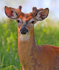 White-tailed Deer young male portrait into the grass, Quebec, Canada