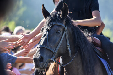 Obraz premium horse and rider