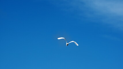 Great egret (Ardea alba)  flying above the beach in Las Penas, Ecuador