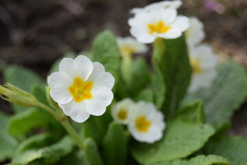 Inflorescence of spring flowers primula veris, white flowers with a yellow core, herbaceous perennial. Nature background. Garden primula flower with white petals close-up photo.