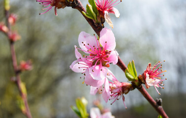 Delicate pink floral background with copy space and blurred background. Branches of peach tree in...