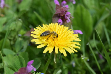 close-up shot of a bee covered with pollen on a bright yellow dandelion flower on green background
