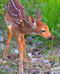 Baby White-tailed Deer (Bambi) portrait into the grass, Quebec, Canada