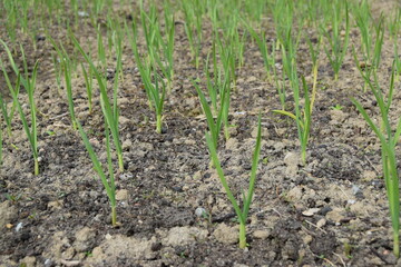 Green young garlic in the garden bed. Organically grown plantation of garlic in the vegetable garden. Selective focus.