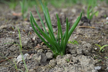 close-up of growing green young onion in the vegetable garden