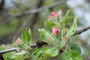 Apple branches with buds before flowering on a blurred background. Spring in an orchard. Close-up of apple tree buds on selective focus