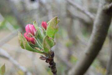 Apple branches with buds before flowering on a blurred background. Spring in an orchard. Close-up of apple tree buds on selective focus