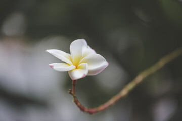 Plumeria flowers are blooming in the warm morning air.