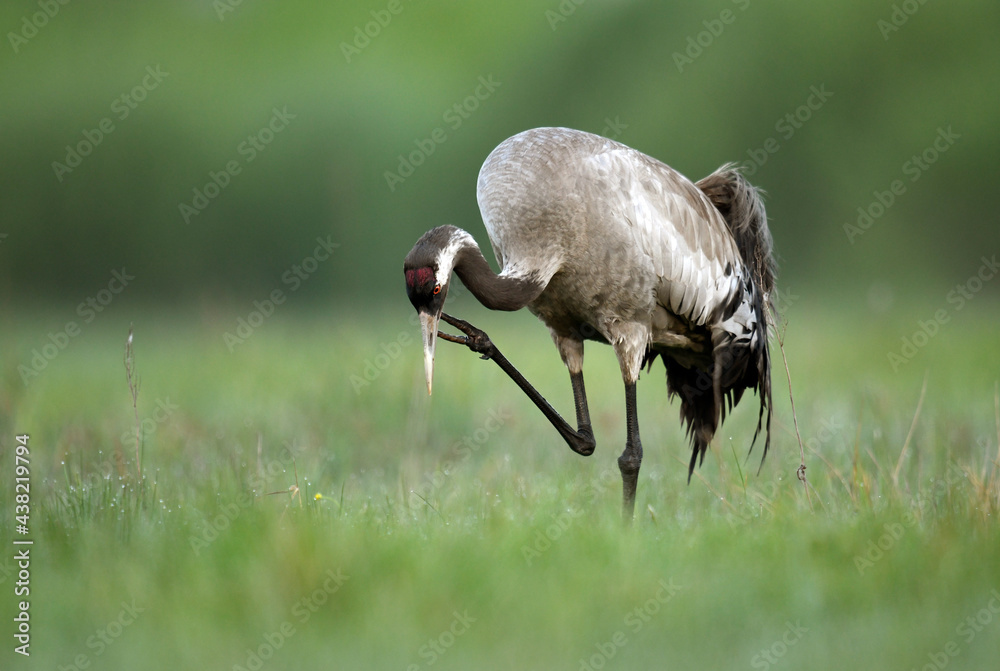 Canvas Prints common crane bird close up ( grus grus )