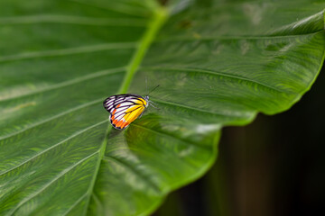 butterfly in nature habitat. Nice insect. Butterfly in the green forest