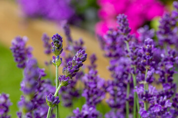 lavender flowers close up