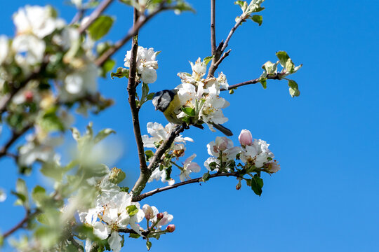 Meise im Kischbaum