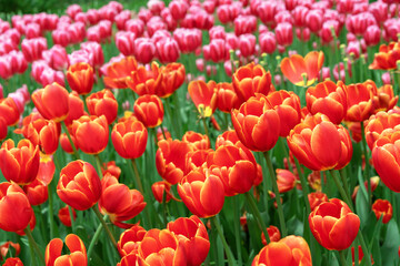 Orange tulips with yellow border in the spring garden.