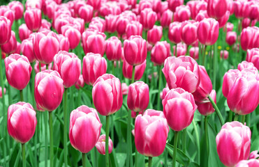 Fototapeta premium Pink tulips with white stripes in a flowerbed with multi-colored tulips.