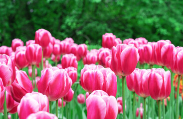 Pink tulips with white stripes in a flowerbed with multi-colored tulips.