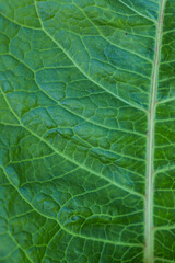 Green leaf.  Green leaf background.